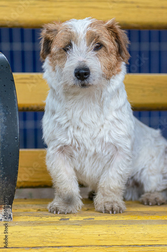Wire Haired Jack Russell Terrier Sits On A Yellow Bench And Looks
