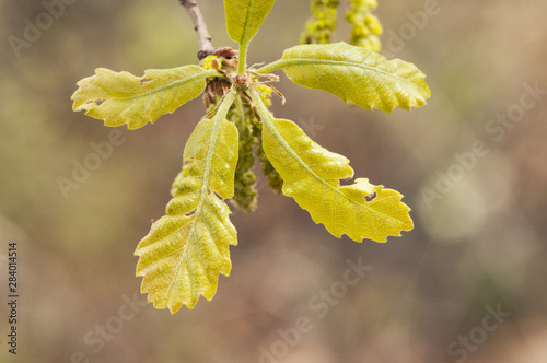 Cuadros en Lienzo Quercus faginea Lusitanian oak budding leaves and greenish catkins