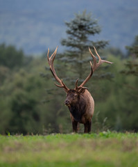 Bull Elk 