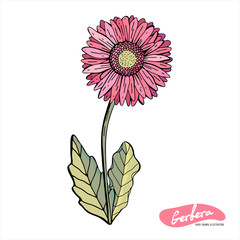 Wall Mural - Gerberas of red, orange, pink, yellow isolated on a white background. Botanical vintage illustration. Vector isolated object. Set of leaves, flower, stem, petals. Drawing hands.