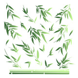 Fototapeta Sypialnia - Bamboo branches isolated on white background. Vector illustration.