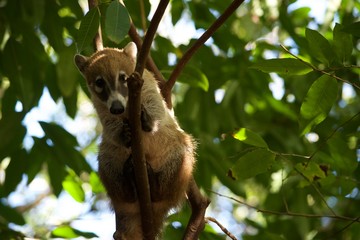 Coati