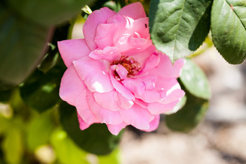 Canvas Print - Rose flower in the garden