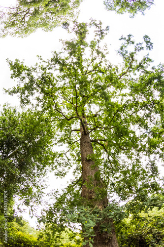 Cuadros en Lienzo Beautiful green tree in park