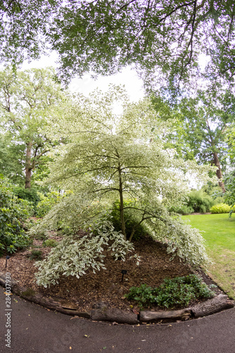 Fotomural Beautiful green tree in park