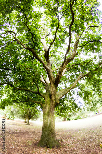 Cuadros en Lienzo Beautiful green tree in park