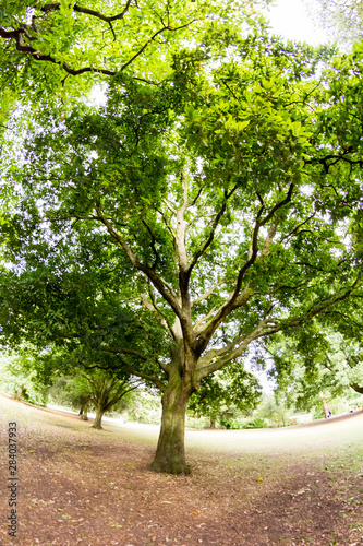 Fotografía Beautiful green tree in park