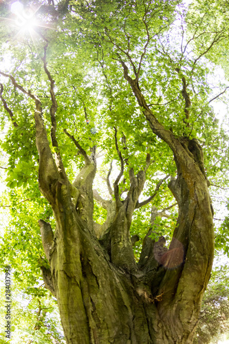 Cuadros en Lienzo Beautiful green tree in park