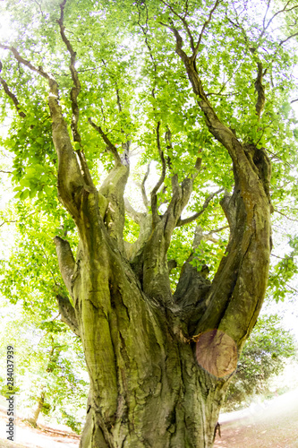Fotografía Beautiful green tree in park