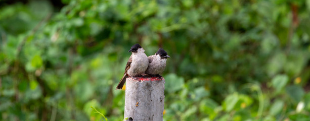 Two mercury birds on a natural background