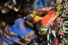 Rainbow Lorikeet, Queensland, Australia