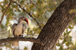 Red Billed hornbill