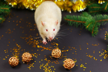 Cute white rat on christmas black background