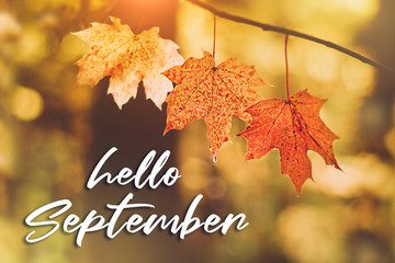 Poster - Hello September. autumn maple leaves background. autumn forest. beautiful autumn natural landscape. Fall season concept. shallow depth, soft selective focus.