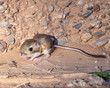 USA, Nevada, Clark County, Toquop Wash. Merriam's Kangaroo Rat (Dipodomys merriami) with large rear feet for hopping. Found in a sangy wash outside Mesquite.