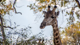 Fototapeta Sawanna - Giraffe Okavango