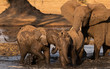 elephant in zimbabwe