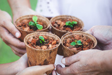 Children And Parent Hands Holding Young Seedlings In Recycle Fiber Pots Together For Planting In The Garden