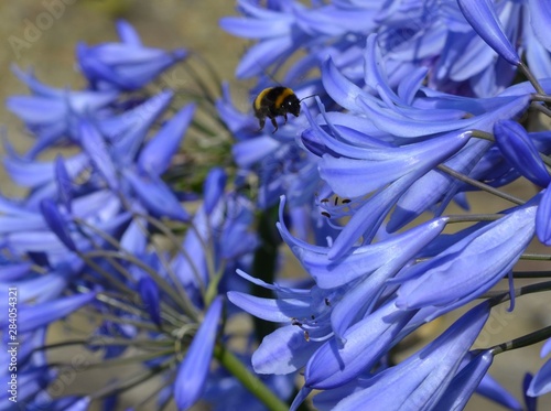 Fotomural Bumble-bee and agapanthus (Bourdon et agapanthe)