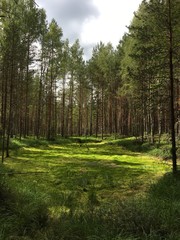  Light green swamp in the forest