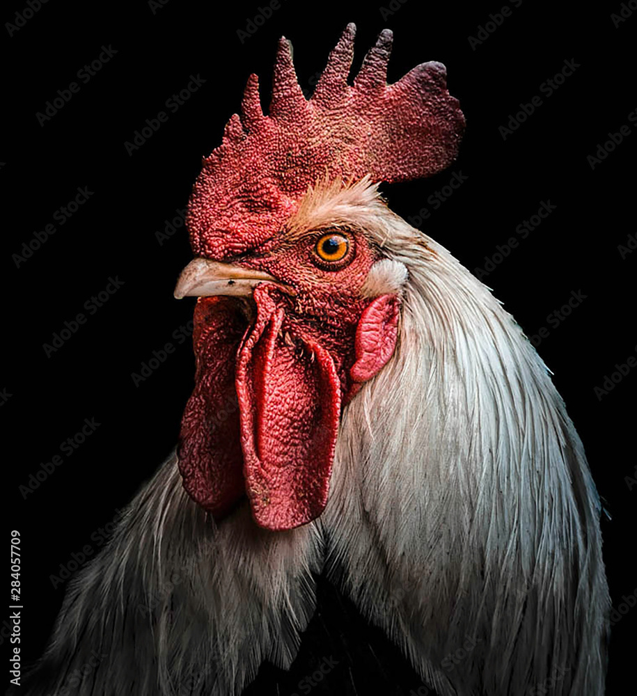 Rooster portrait showing head and feather details.  - obrazy, fototapety, plakaty 