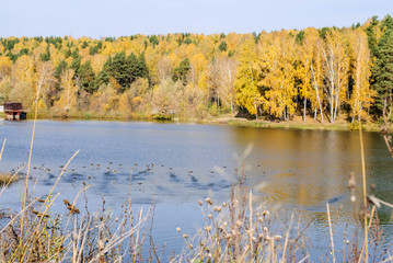 Wall Mural - Beautiful colorful landscape with autumn forest land the quiet lake  with wild ducks