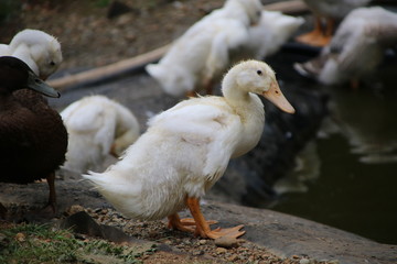 Wall Mural - pekin duckling