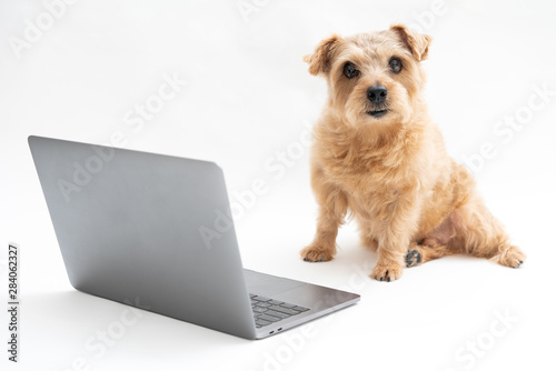 ラップトップパソコンとノーフォークテリア犬 Buy This Stock Photo And Explore Similar Images At Adobe Stock Adobe Stock