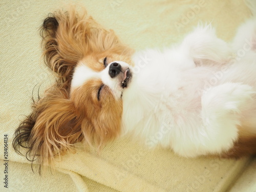ポートレート パピヨン犬の仰向けの寝顔 可愛い寝姿 Stock Photo Adobe Stock