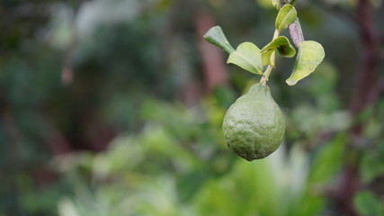 Poster - Lime tree in the garden