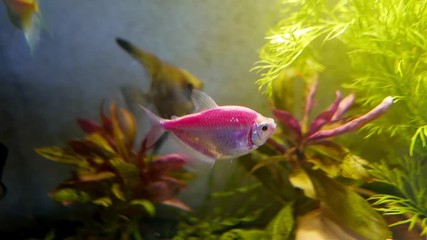 Sticker - Pink tetra fish swim inside the aquarium