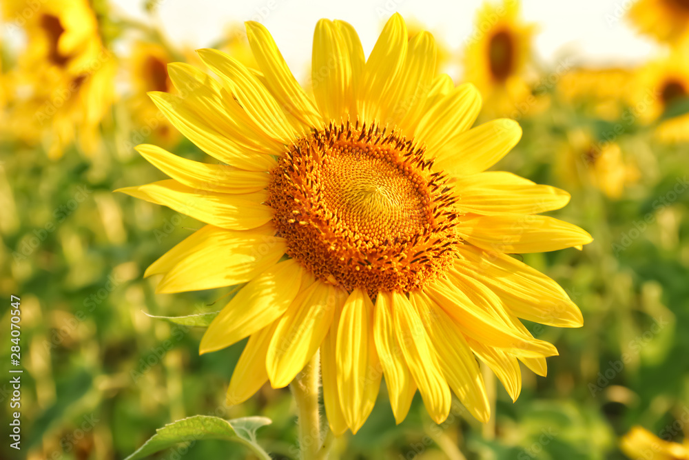Beautiful blooming sunflower in field