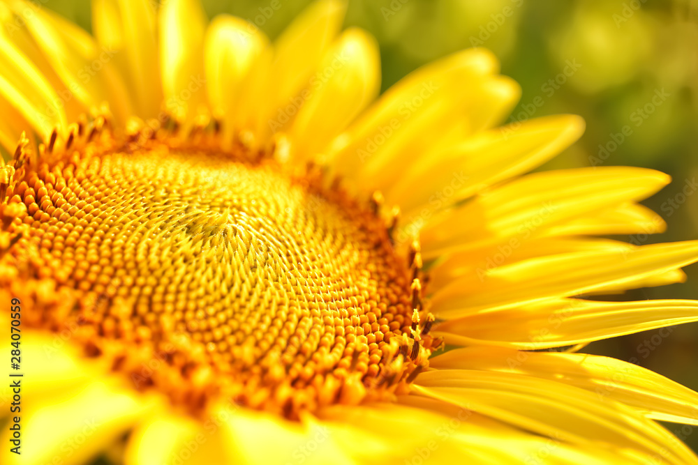 Beautiful blooming sunflower, closeup view