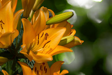 Beautiful Lily Flower On Green Leaves Background. Lilium Longiflorum Flowers In The Garden. Background Texture Plant Fire Lily With Orange Buds. Image Plant Blooming Orange Tropical Flower Tiger Lily