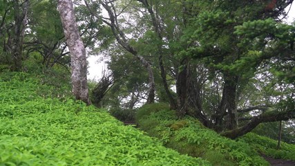 Wall Mural - Mount Tsurugi in Tokushihma, Japan, August 2019.