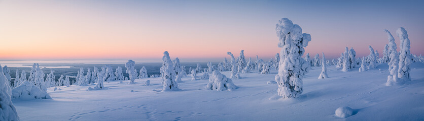 Wall Mural - Very wide panorama of snow packed trees on Riisitunturi fell in Riisitunturi National Park, Posio, Finland