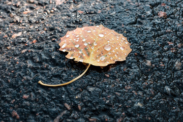 Small yellow autumn leaf on the asphalt.