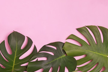 Wall Mural - Big green natural monstera lant leaves on pink background