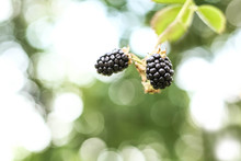 Ripe Blackberries Grows On The Bush During Main Harvest Season. Selective Focus. Copy Space.