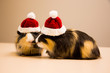 Two little guinea pig in santa claus hat