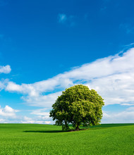 Green Field Landscape With Horse Chestnut Tree In Full Bloom,  Blue Sky With Cumulus Clouds 