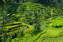 View Of Green Rice Field In Terrace ,near Ubud At Bali - Indonesia
