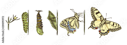 Cuadros en Lienzo Metamorphosis of the Swallowtail - Papilio machaon - butterfly