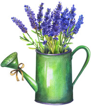 Lavender In Watering Can