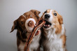 Two border collies grab and eat a treat
