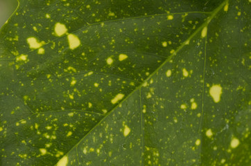 closeup of leaf with yellow spots