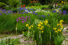 Group Of Blooming Siberian Irises (iris Sibirica) In The Garden
