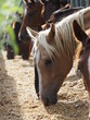 Horses eating grain
