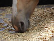Horse eating hard feed