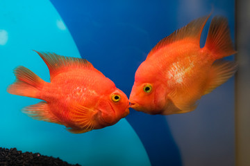 Two kissing goldfish in an aquarium	